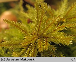 Climacium dendroides (drabik drzewkowaty)