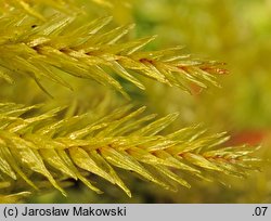 Climacium dendroides (drabik drzewkowaty)