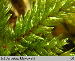 Climacium dendroides (drabik drzewkowaty)