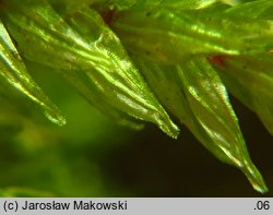 Climacium dendroides (drabik drzewkowaty)