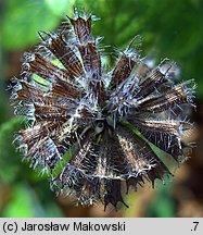 Clinopodium vulgare