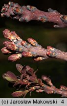 Cotinus coggygria Royal Purple