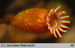 Codriophorus acicularis (tępolistka językowata)