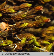 Codriophorus acicularis (tępolistka językowata)