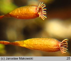 Codriophorus acicularis (tępolistka językowata)