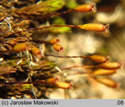 Codriophorus acicularis (tępolistka językowata)