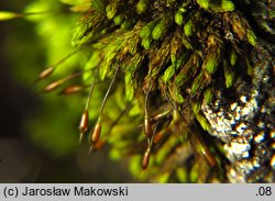 Codriophorus acicularis (tępolistka językowata)