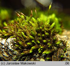 Codriophorus acicularis (tępolistka językowata)