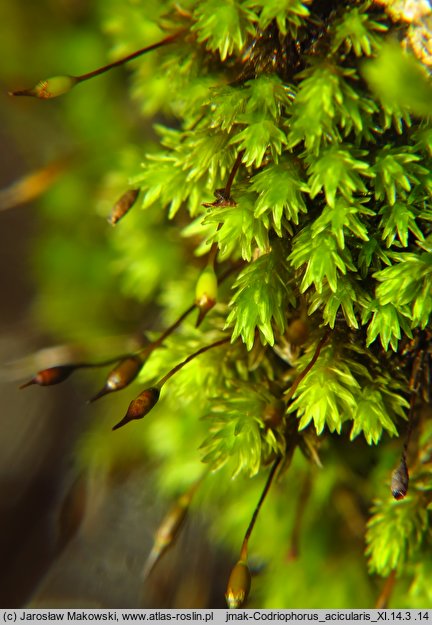 Codriophorus acicularis (tępolistka językowata)