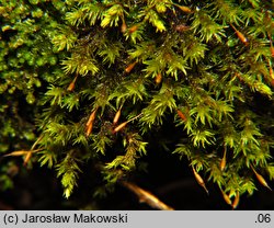 Codriophorus aquaticus (tępolistka wodna)