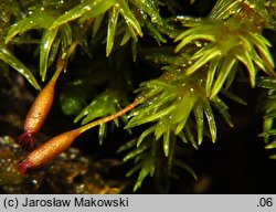 Codriophorus aquaticus (tępolistka wodna)