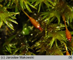 Codriophorus aquaticus (tępolistka wodna)