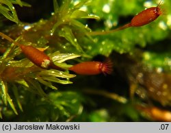 Codriophorus aquaticus (tępolistka wodna)