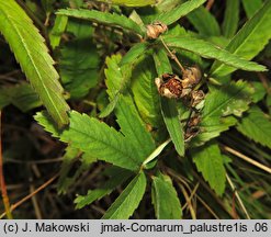 Comarum palustre (siedmiopalecznik błotny)