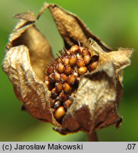 Comarum palustre (siedmiopalecznik błotny)