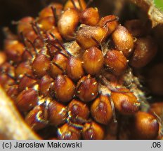 Comarum palustre (siedmiopalecznik błotny)