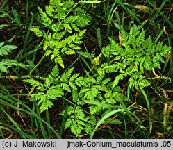 Conium maculatum (szczwół plamisty)