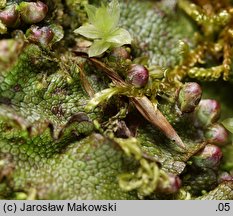 Conocephalum conicum (stożka ostrokrężna)