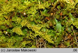 Conocephalum conicum (stożka ostrokrężna)