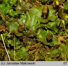 Conocephalum conicum (stożka ostrokrężna)