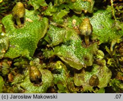 Conocephalum conicum (stożka ostrokrężna)