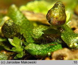 Conocephalum conicum (stożka ostrokrężna)