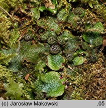 Conocephalum conicum (stożka ostrokrężna)