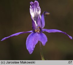 Consolida regalis (ostróżeczka polna)