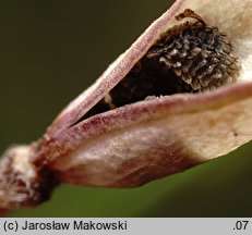 Consolida regalis (ostróżeczka polna)