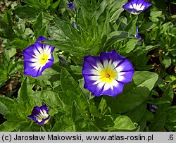 Convolvulus tricolor (powój trójbarwny)