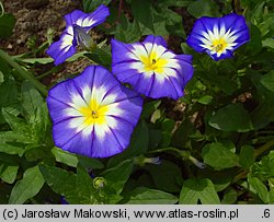 Convolvulus tricolor (powój trójbarwny)