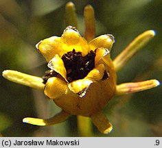 Coreopsis verticillata