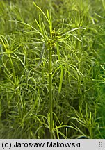 Coreopsis verticillata