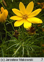 Coreopsis verticillata