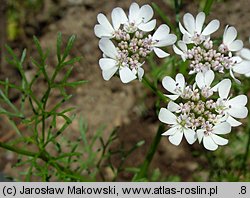 Coriandrum sativum (kolendra siewna)