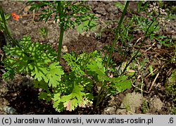 Coriandrum sativum (kolendra siewna)