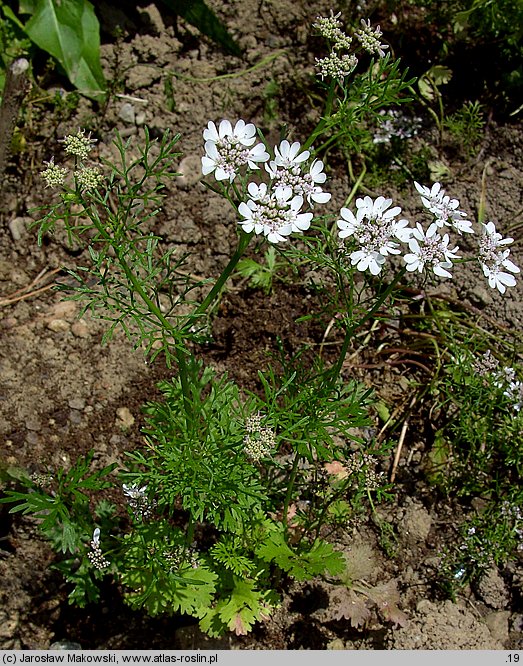 Coriandrum sativum (kolendra siewna)