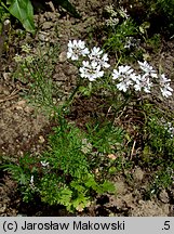 Coriandrum sativum (kolendra siewna)