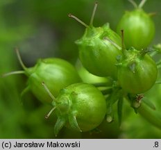 Coriandrum sativum (kolendra siewna)