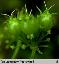 Coriandrum sativum (kolendra siewna)