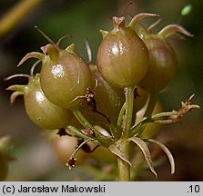 Coriandrum sativum (kolendra siewna)