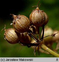 Coriandrum sativum (kolendra siewna)