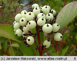 Cornus alba