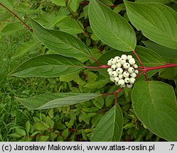 Cornus alba