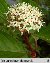 Cornus alba