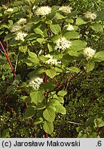 Cornus alba