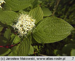 Cornus alba