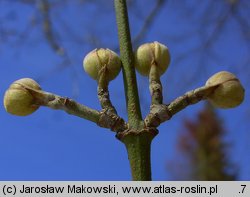 Cornus mas (dereń jadalny)