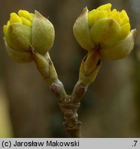 Cornus mas (dereń jadalny)