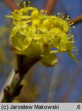 Cornus mas (dereń jadalny)